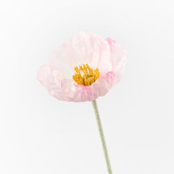 FAUX POPPY - ICELAND - Light Pink