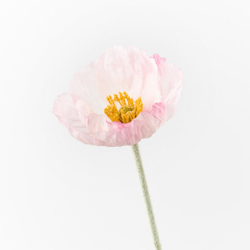 FAUX POPPY - ICELAND - Light Pink